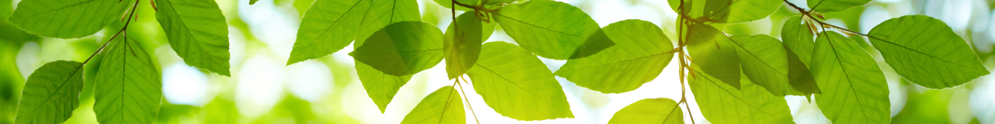 Green leaves background